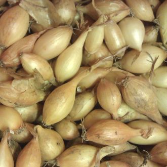 Autumn Planted Onion Sets - Autumn Champion